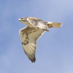 hawkflights