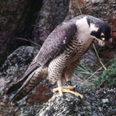 That_One_Determined_Falcon
