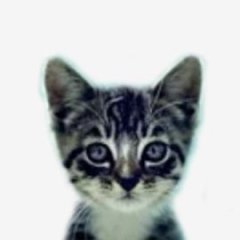 We Love Cats and Kittens