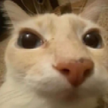 moki
